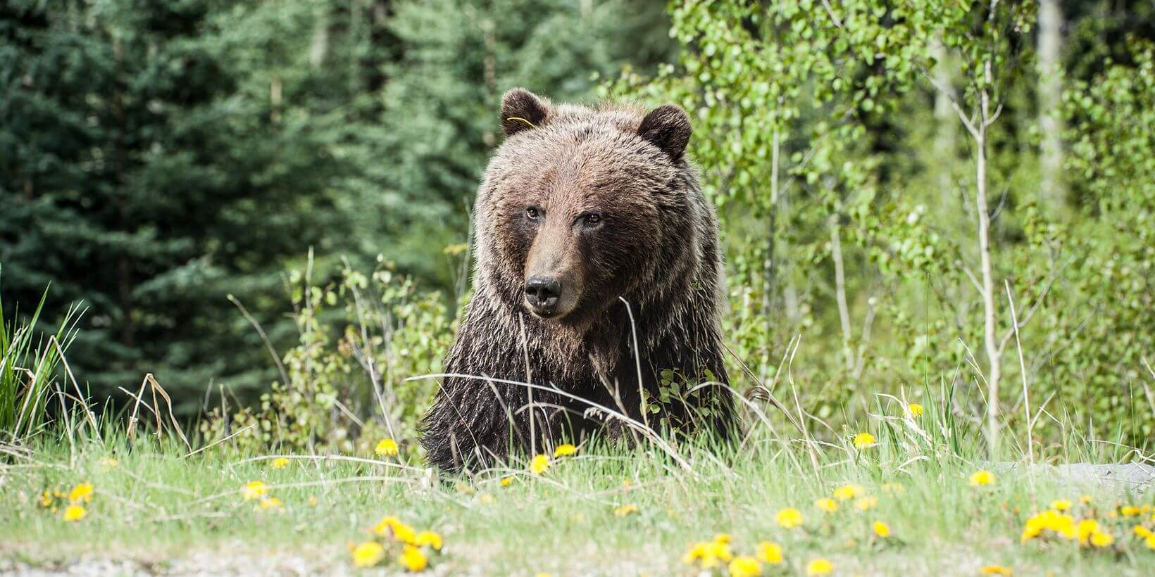 The Bear Kitchen: Finding the Positive, and Feeding the NHS